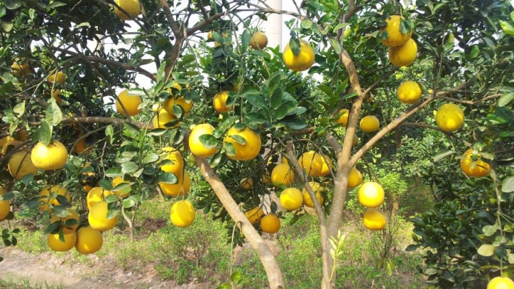 Phòng trừ sâu bệnh hại bưởi Diễn (6/2/2016)