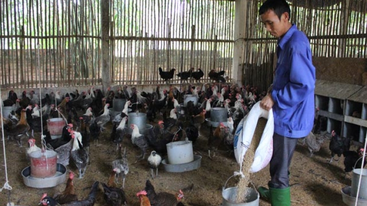 Mô hình điểm xây dựng nông thôn mới ở Tam Dương – Vĩnh Phúc. (31/01/2016)