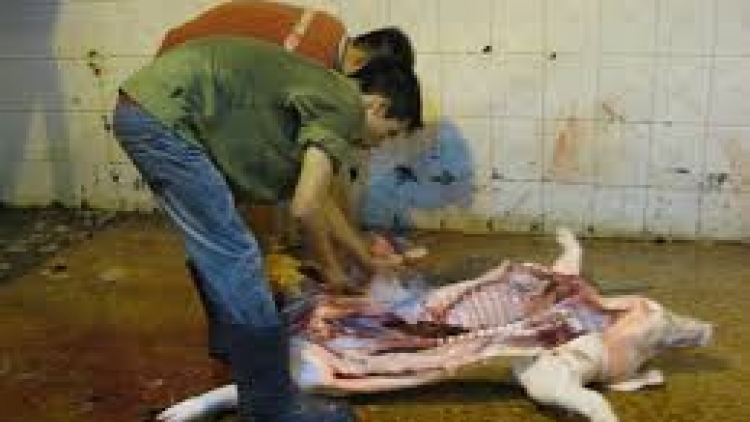 Nông nghiệp và nông thôn ngày 8/9/2014: Cần xóa bỏ các cơ sở giết mổ thủ công