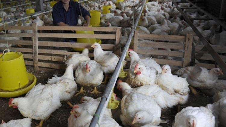 Nông nghiệp và nông thôn ngày 03/9/2014: Có nên duy trì chăn nuôi nông hộ?.