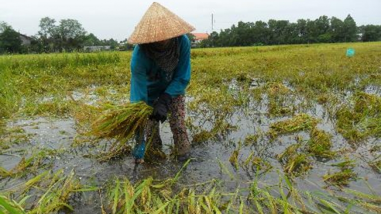 Nông nghiệp và nông thôn ngày 24/7/2014: Sóc Trăng - Mưa dầm làm thiệt hại về năng suất, chất lượng láu Hè thu đầu vụ