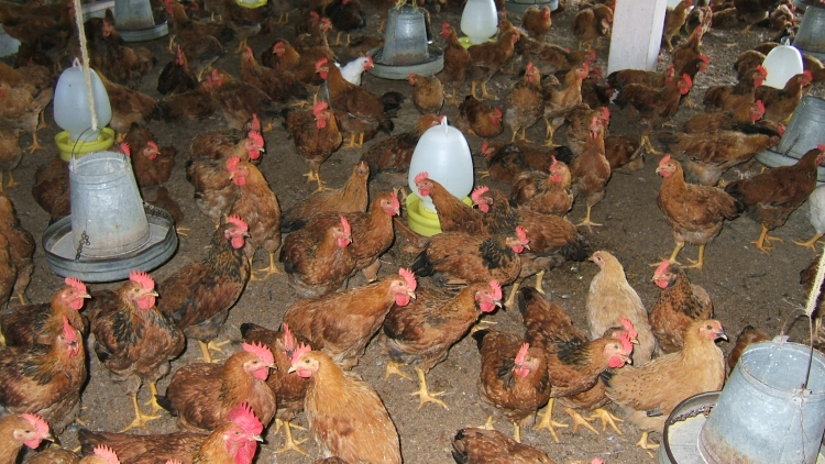 Nông nghiệp và nông thôn ngày 09/7/2014: Hướng dẫn một số biện pháp nhận biết và phòng trị bệnh Nescastle ở gà