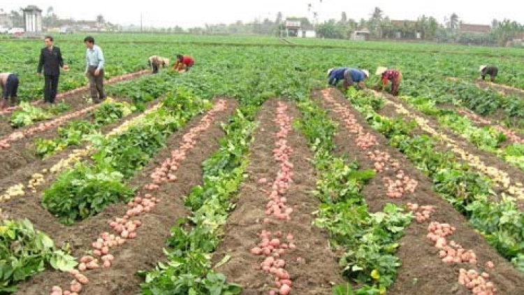 Nông nghiệp và nông thôn ngày 21/9/2014: Phát triển sản xuất khoai tây - giải pháp chủ đạo về giống