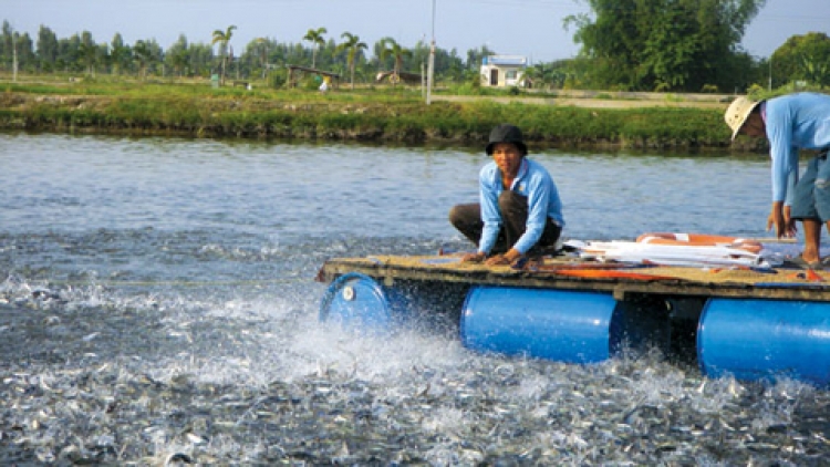 Nông nghiệp và nông thôn ngày 11/6/2014: Xây dựng chuỗi giá trị bền vững cho cá tra