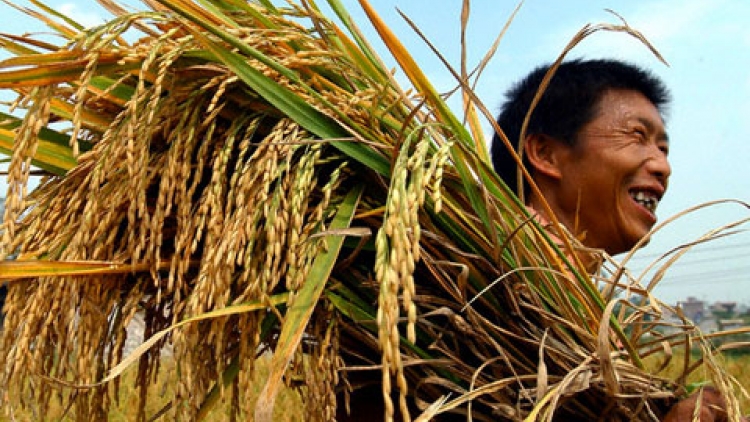 Thời sự chiều ngày 03/8/2014: Nông dân vùng Đồng bằng Sông Cửu Long phấn khởi vì giá gạo đạt mức cao nhất trong 2 năm qua