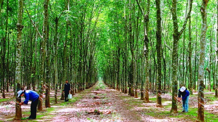 Nông nghiệp và nông thôn ngày 20/7/2014: Vỡ quy hoạch cây cao su, cung vượt cầu, giá giảm sâu
