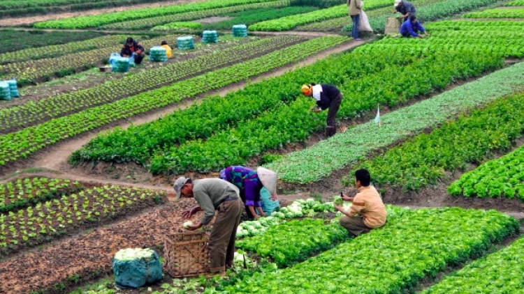 Những khó khăn đặt ra trong phát triển nông nghiệp bền vững. (14/3/2016)