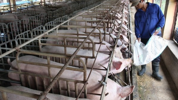 Thách thức với ngành chăn nuôi Việt Nam khi Hiệp định đối tác xuyên Thái Bình Dương (TPP) có hiệu lực.