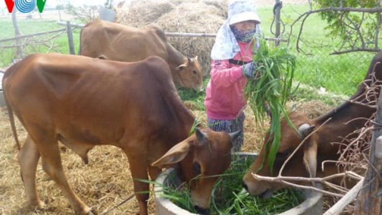 Những thách thức đối với ngành chăn nuôi Việt Nam khi tham gia Hiệp định đối tác xuyên Thái Bình Dương.