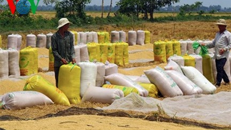 Tái cơ cấu ngành lúa gạo – điểm nghẽn cần tháo gỡ