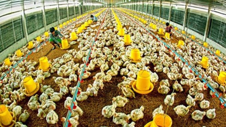 Tăng sức cạnh tranh cho ngành chăn nuôi