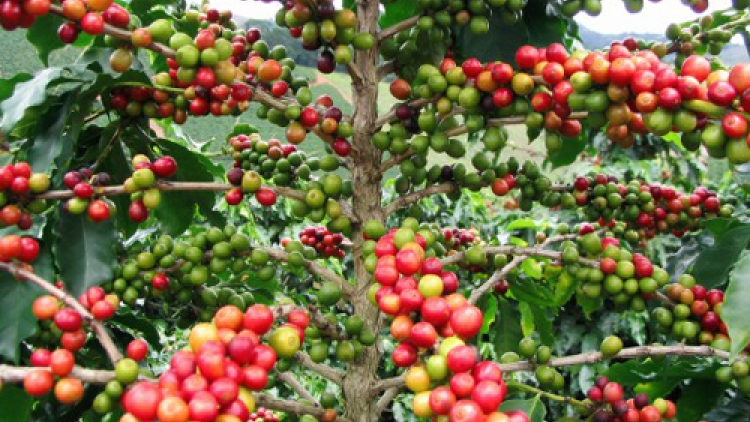 Kon Tum khắc khoải chờ tái canh cà phê – sự thật đắng lòng.