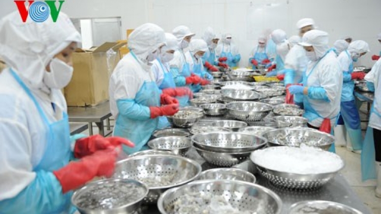 Đổi mới sản xuất để nâng cao chất lượng con tôm.