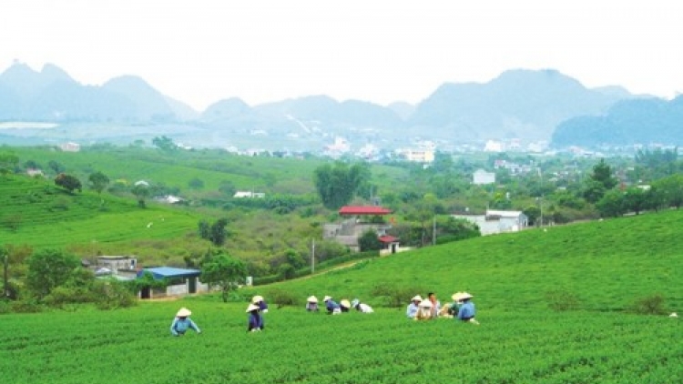 Quốc hội sẽ có Nghị quyết về quản lý, sử dụng đất đai tại các nông, lâm trường.