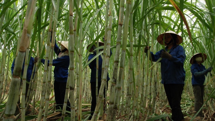 Kỹ thuật nâng cao năng suất, chất lượng trong sản xuất mía.