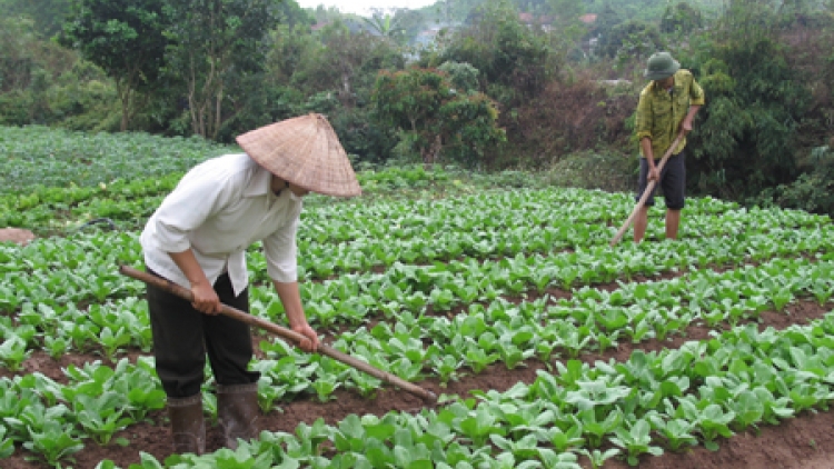 Sản xuất nông nghiệp sạch - nông dân không mặn mà. (27/11/2015)