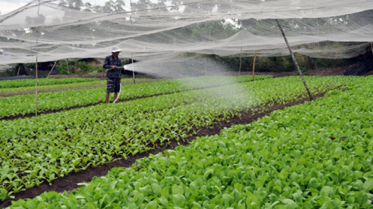 Giải pháp để đảm bảo an toàn thực phẩm và sản xuất sạch trong nông nghiệp. (27/11/2015)