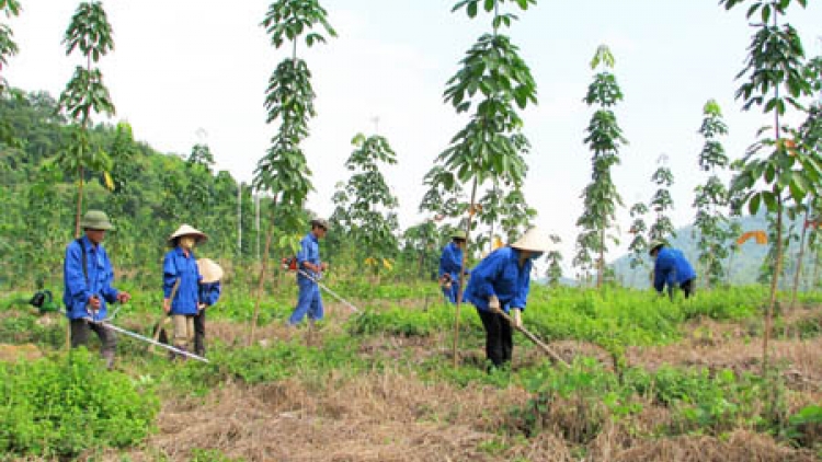 Giải pháp phát triển kinh tế rừng (28/11/2015)