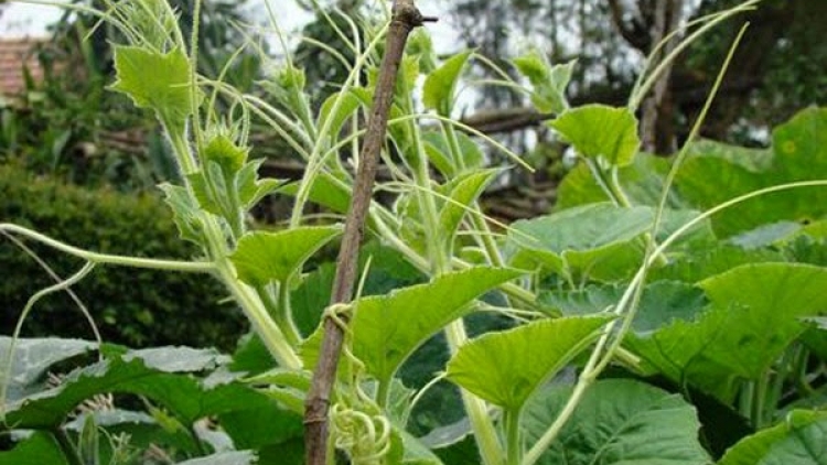 Kỹ thuật trồng bí ngô lấy ngọn.