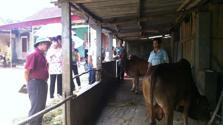 Thái Nguyên nâng cao hiệu quả chăn nuôi trâu bò bằng cải tạo giống. (03/12/2015)