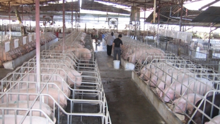 Ngành chăn nuôi Đồng Nai chủ động trước sức ép hội nhập (5/12/2015)