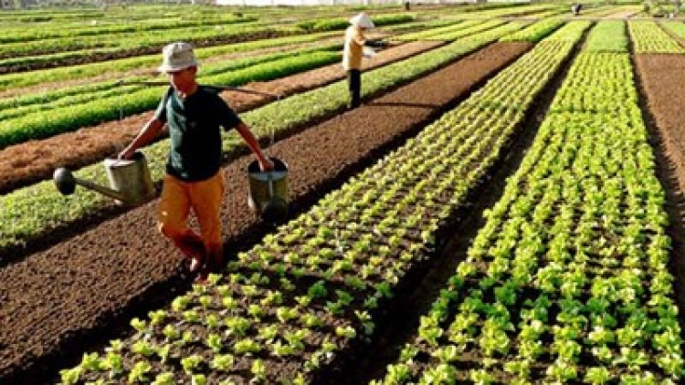 Nông nghiệp và nông thôn ngày 12/01/2015: Giật mình thói quen dùng thuốc bảo vệ thực vật của nông dân