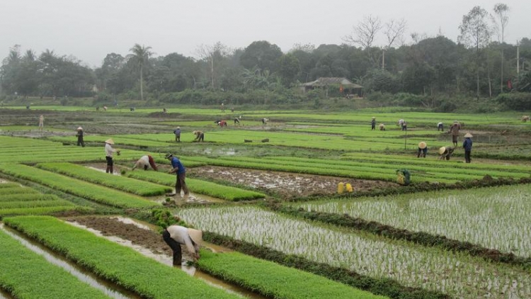 Nông nghiệp và nông thôn ngày 16/01/2015: Những lưu ý trong gieo cấy vụ Đông Xuân 2014-2015