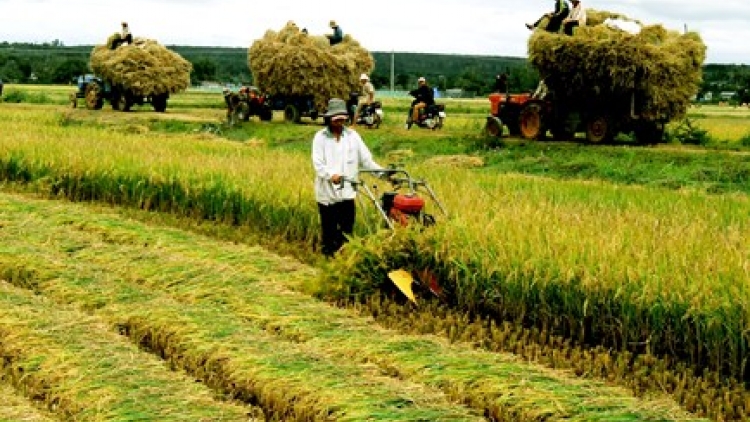 Nông nghiệp và nông thôn ngày 20/01/2015: Chuyển giao tiến bộ kỹ thuật vào nông nghiệp vẫn đang gặp khó