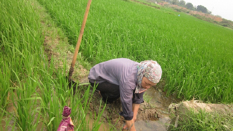 Nông nghiệp và nông thôn ngày 29/01/2015: Lương Sơn, Hòa Bình - Bà con lo thiếu nước cấy lúa vụ Xuân 2015