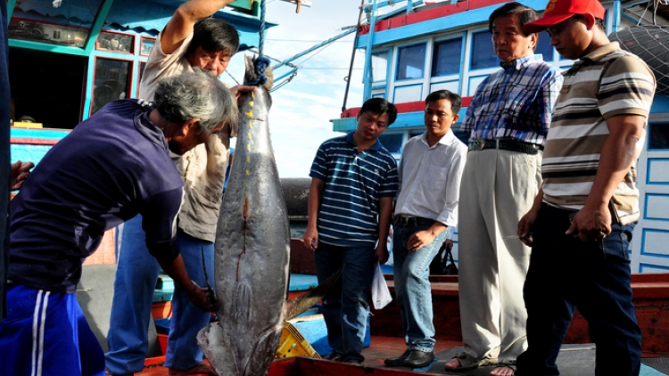 Thời sự đêm ngày 3/1/2015: Mô hình đánh bắt cà ngừ Đại Dương theo công nghệ Nhật Bản tại tỉnh Bình Định đạt hiệu quả cao