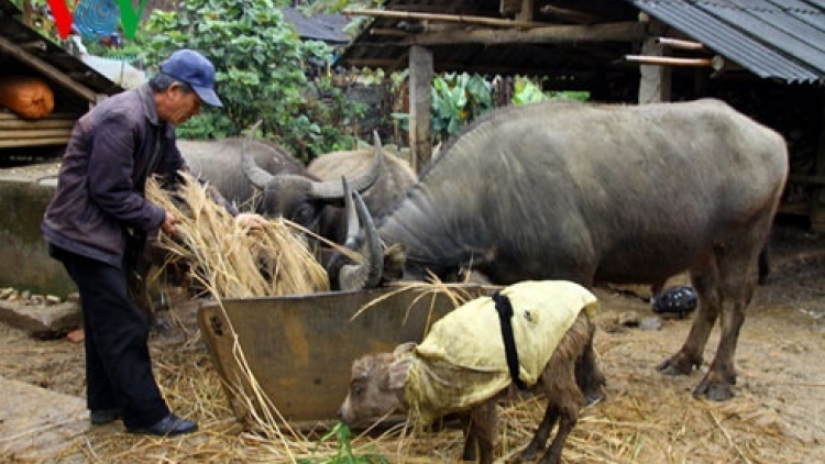 Nông nghiệp và nông thôn ngày 12/02/2015: Người dân Lào Cai chủ động phòng tránh rét cho trâu, bò