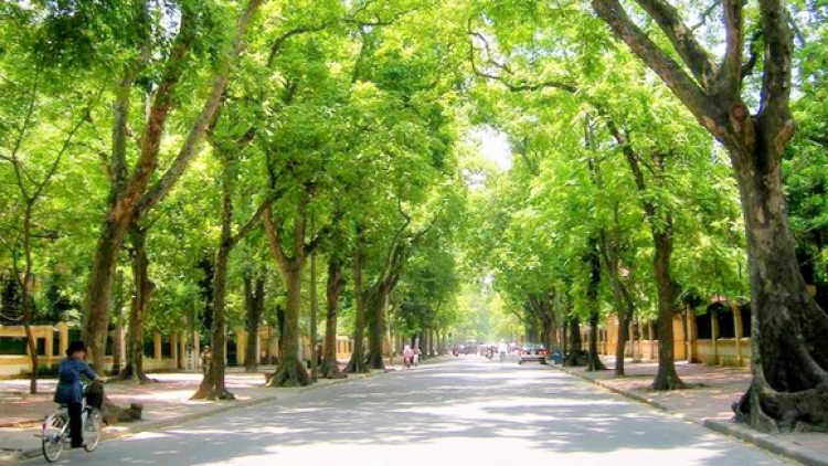 Quy hoạch cây xanh Hà Nội: Cần một tầm nhìn trí tuệ và lịch sử