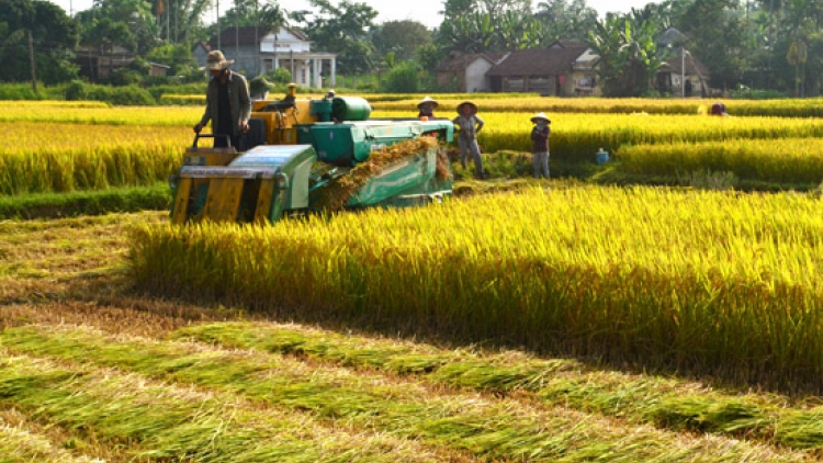 Nông nghiệp và nông thôn ngày 11/3/2015: Hướng đi nào cho công tác dồn điền đổi thửa, cơ giới hóa đồng ruộng.