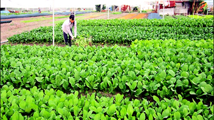 Nông nghiệp và nông thôn ngày 18/3/2015: Hợp tác xã nông nghiệp chưa thoát khỏi bao cấp.