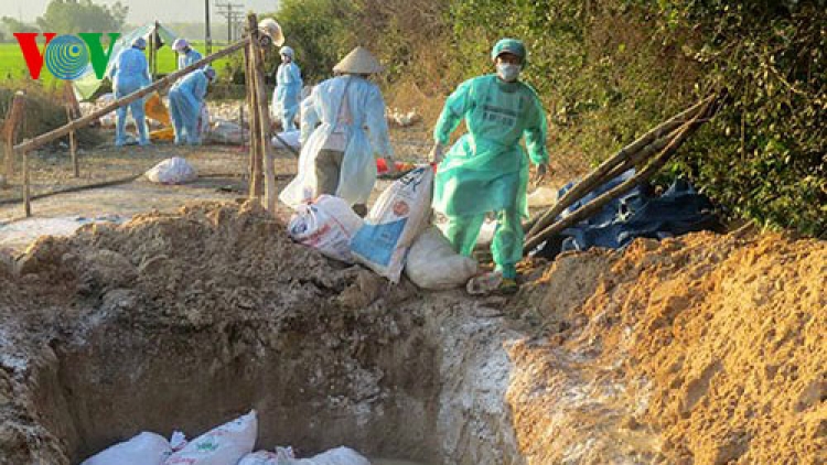 Thời sự trưa ngày 19/3/2015: Thanh Hóa tiêu hủy hơn 1.000 con gia cầm nhiễm virus cúm A/H5N6, loại virus có thể lây sang người với tỷ lệ tử vong cao.