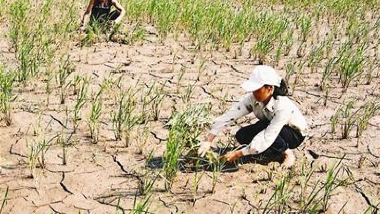Nông nghiệp và nông thôn ngày 22/3/2015: Những tác động của biến đổi khí hậu đến sản xuất nông nghiệp.