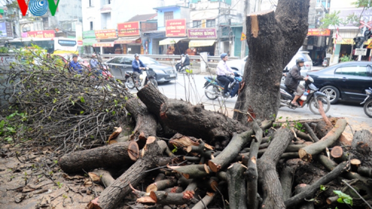 Thời sự trưa ngày 22/3/2015: Đã có đơn vị đầu tiên công bố công khai về việc chặt cây và quy trình xử lý những cây đã bị đốn hạ theo yêu cầu của thành phố.