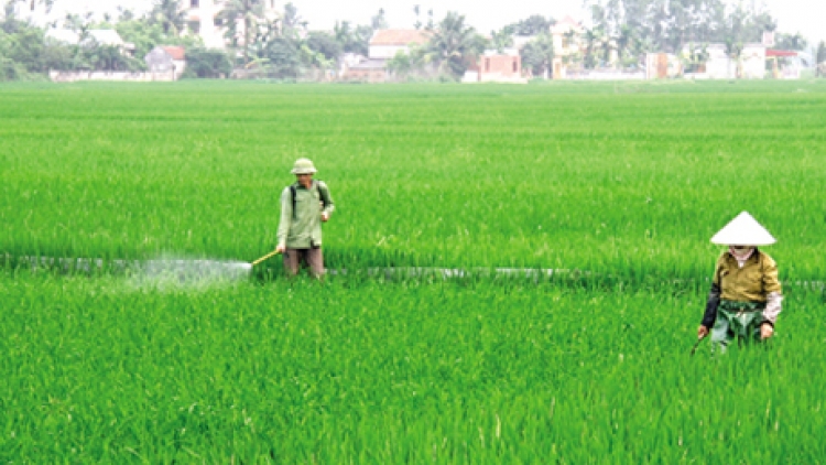 Nông nghiệp và nông thôn ngày 04/3/2015: Chăm sóc lúa đông xuân trong điều kiện thời tiết ấm.