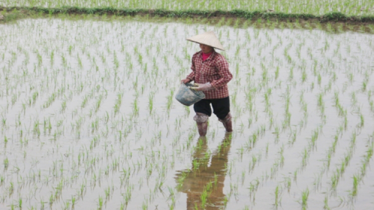 Nông nghiệp và nông thôn ngày 09/3/2015: Nỗi lo bảo vệ hơn 1 triệu ha vụ xuân ấm