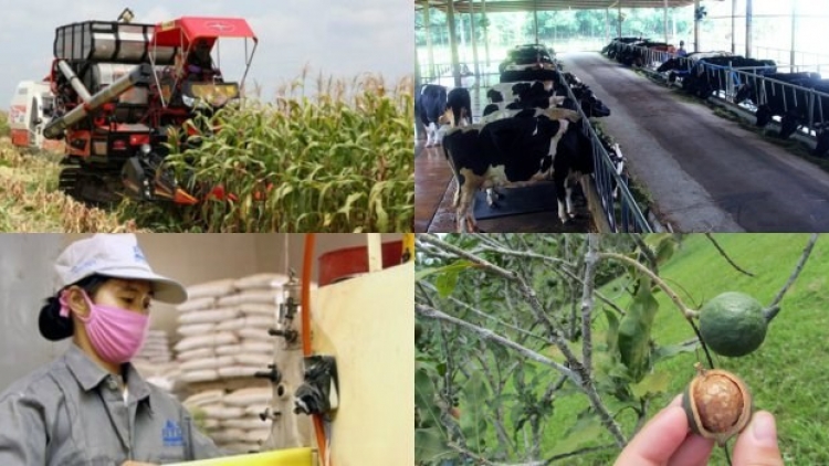 Nông nghiệp và nông thôn ngày 20/4/2015: Đầu tư cho nông nghiệp - nông thôn: vẫn chưa thu hút doanh nghiệp.