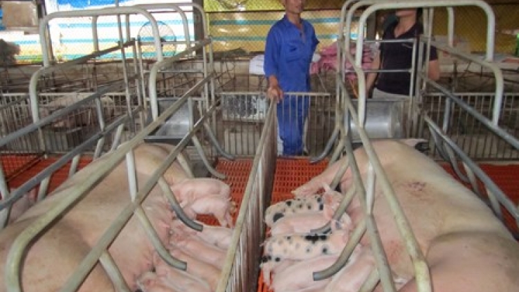 Nông nghiệp và nông thôn ngày 23/4/2015: Chiềng Xôm phấn đấu cán đích xây dựng nông thôn mới.