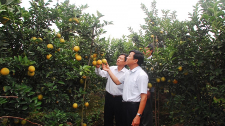 Nông nghiệp và nông thôn ngày 24/4/2015: Tam Đa, Hưng Yên: Vùng quê chiêm trũng thay da đổi thịt.