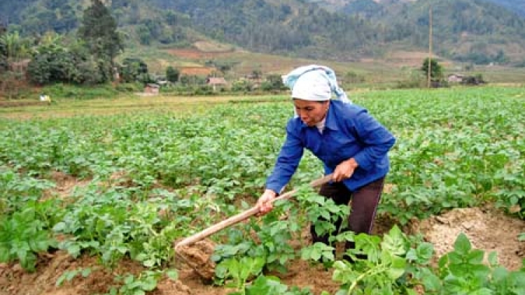 Nông nghiệp và nông thôn ngày 26/4/2015: Nông thôn mới ở Tả Phời - thêm những mùa no ấm.