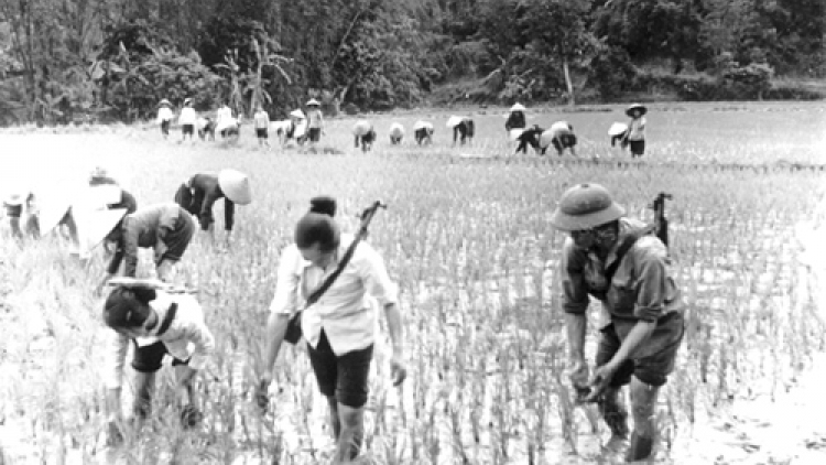 Nông nghiệp và nông thôn ngày 28/4/2015: Nông dân - Hậu phương lớn cho tiền tuyến thắng giặc.