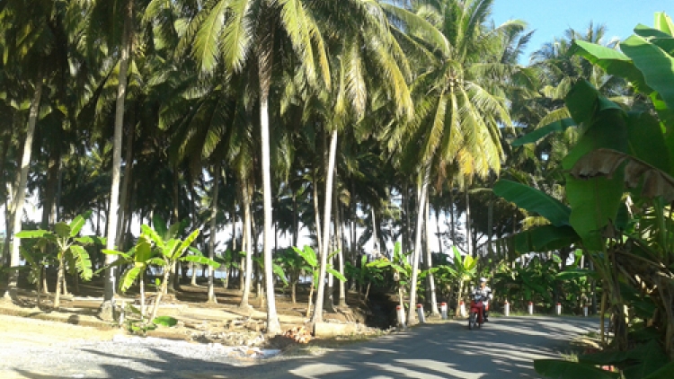 Nông nghiệp và nông thôn ngày 10/4/2015: Cây Dừa - cây trồng chủ lực của quê hương Đồng Khởi.