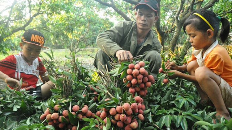 Nông nghiệp và nông thôn ngày 02/5/2015: Tìm giải pháp gỡ khó cho tiêu thụ nhãn, vải.