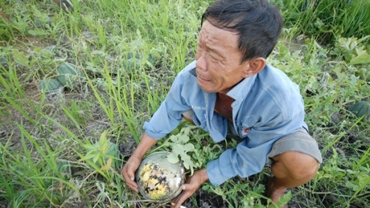 Làm gì để hàng nông sản không rơi vào tình trạng được mùa, rớt giá?
