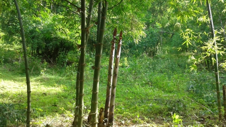 Môi trường và phát triển ngày 21/5/2015: Đà Bắc trồng luồng phủ xanh đất trống đồi trọc.