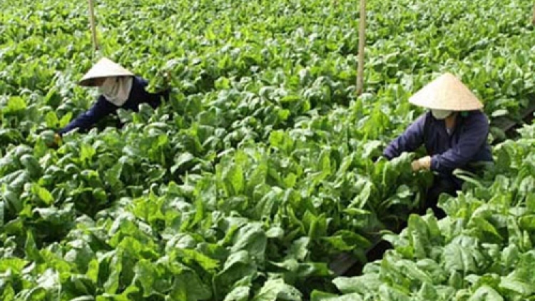 Nông nghiệp và nông thôn ngày 25/45/2015: Giải pháp nào để phát triển sản xuất và tiêu thụ rau quả bền vững?