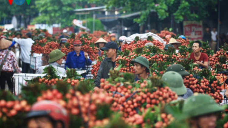 Thời sự trưa ngày 28/5/2015: Những lô vải thiều đầu tiên của Việt Nam sẽ được xuất khẩu sang thị trường Mỹ vào ngày 30/5.